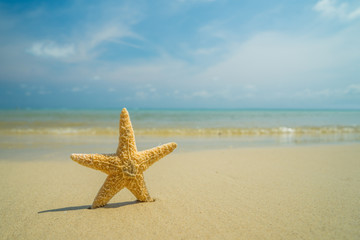 Fototapeta na wymiar A starfish besides sea shore on a beach with white sand