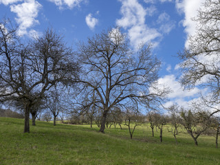 Juglans regia. Le noyer commun d'Europe. Noyeraie en hivers