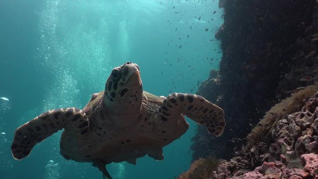 The hawksbill sea turtle (Eretmochelys imbricata)
