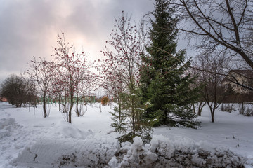 trees in winter