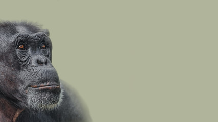 Portrait of serious Chimpanzee like asking a question, at smooth background