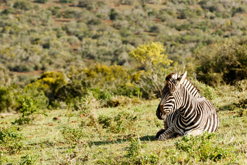 Zebra lying and catching some sun.