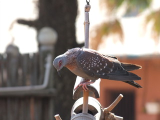 Pigeon on the feeder