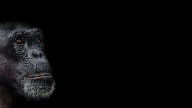 Portrait of serious Chimpanzee like asking a question, at black background