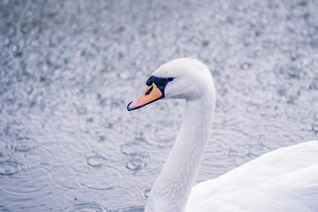 Beautiful white swan swims in the lake