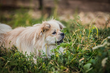 Pekingese dog walks in the garden