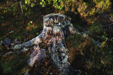 rotten stump in the forest, overgrown with moss and lichens