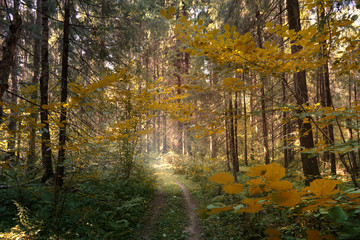 autumn in the forest