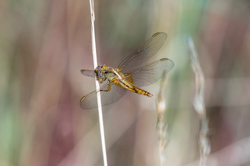 golden dragonfly on a single stalk of grain