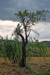 veduta panoramica di alcuni angoli del Monferrato, Piemonte, Italia,