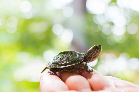 care for Pets. Aquatic trachemys