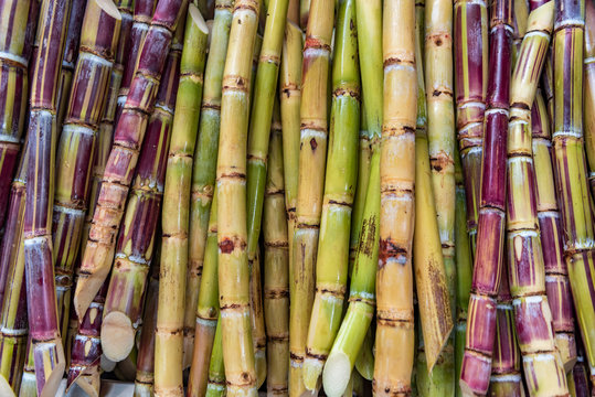 lots of sugar canes