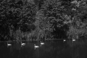 Höckerschwäne (Cygnus olor) Isarkanal bei Buchenhain