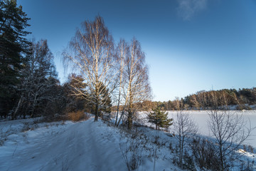 winter landscape with trees