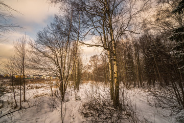 road in winter forest