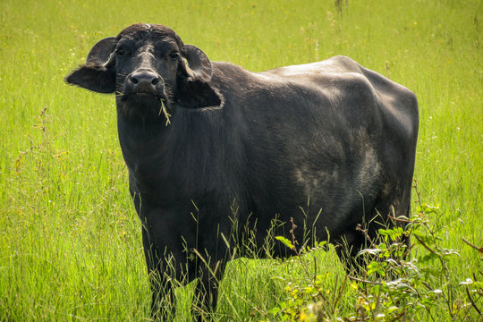 bufalo