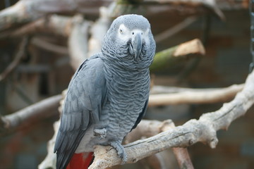 Papagei