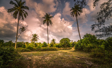 Obraz premium palm trees and blue sky