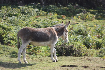 donkeys day off