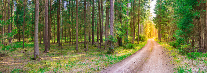 Nature landscape with forest and glade at the end of country road