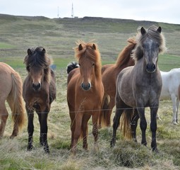 A group of Icelandic horses at the fence.