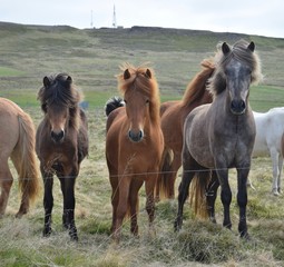 Obraz premium A group of Icelandic horses at the fence.