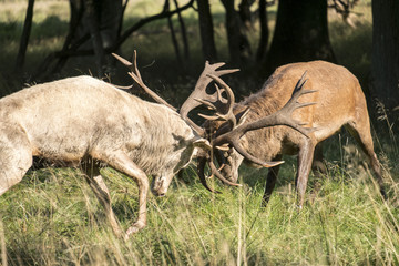Two Red deer stags fighting in the mating season in the Dyrehaven park outside of Copenhagen in Denmark.