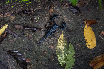 Scorpion in Penang Botanical Gardens, Malaysia