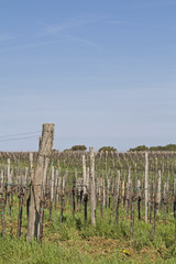 Fototapeta premium Weinanbau in Istrien