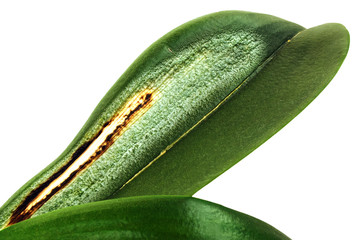 Disease on the leaf of an orchid. Close-up. Sun burn on an orchid leaf. Isolated on white...