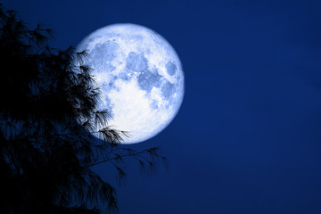 Fototapeta na wymiar blue moon back silhouette tree night red sky