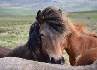 Obraz premium Portrait of an Icelandic horse, bay