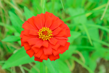 Zinnia flower blooming in garden green grass background