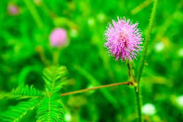 Sensitive Plant pink flower, Mimosa pudica L., properties cure fever, cough, sputum, chronic bronchitis