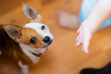 The little red-haired lap dog breed a Chihuahua and a child's hand, the concept of loving a pet