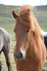 Portrait of an Icelandic horse, chestnut.