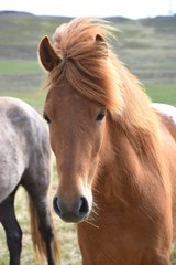 Portrait of an Icelandic horse, chestnut.