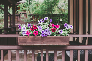 Fototapeta na wymiar Red and purple petunia flowers in pot on the porch, close up