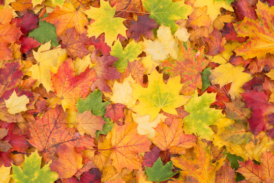 Colorful fall leaves background