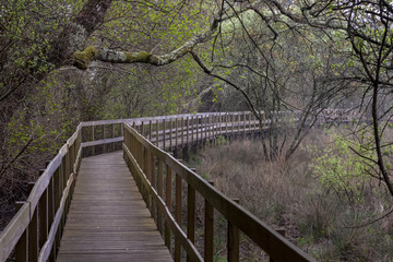 Obraz premium wooden bridge