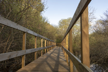 Fototapeta premium bridge in the forest