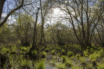 Obraz premium trees in the forest