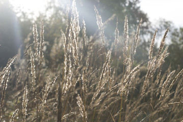 Obraz premium Dawn. Morning in the forest. Forest. Park. Autumn.