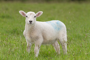 Full-frame shot of a young sheep looking directly at the camera in a field of green grass