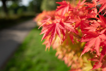 Close-up shallow depth-of-field shot of red Japanese Maple leaves with soft-focus country lane going to the background