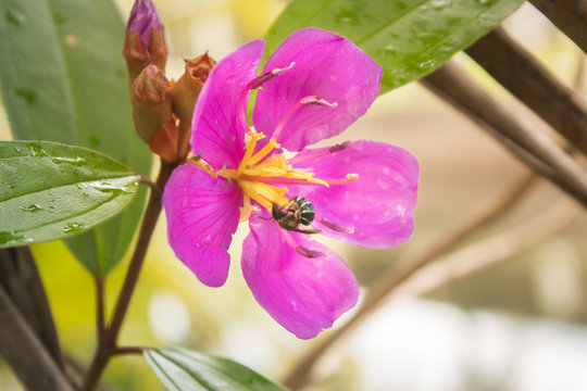 Purple Flowers   Malabar Melastome Indian Rhododendron