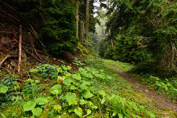 Treking in the mountains of the Borjomi-Kharagauli National Park in Lesser Caucasus. Borjomi, Georgia.