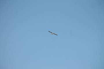 seagull flying in the blue sky