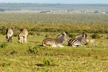 Group of Zebras lying, while the other is standing and eating grass