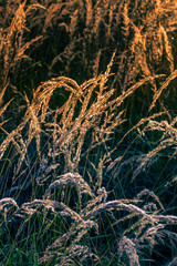 drops of morning dew on leaves and grass. Autumn